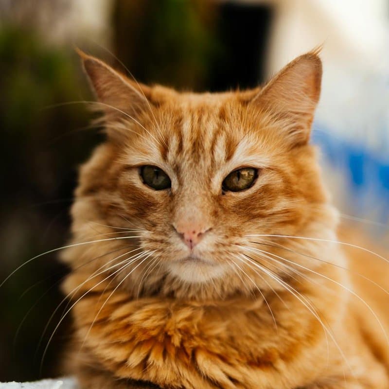 Taşıma kafesinde sakin bekleyen kedi