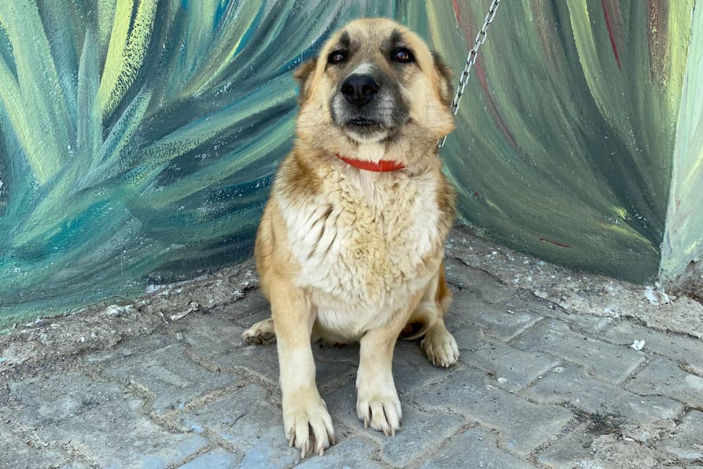 Müdür Melez Köpek, Akşehir