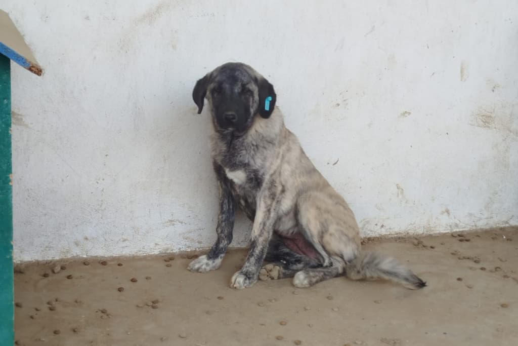 Safinaz Melez Köpek, Akşehir