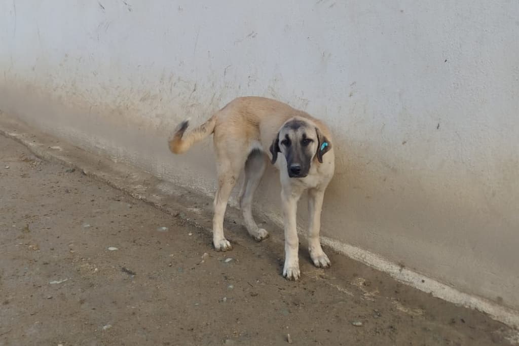 Garip Melez Köpek, Akşehir