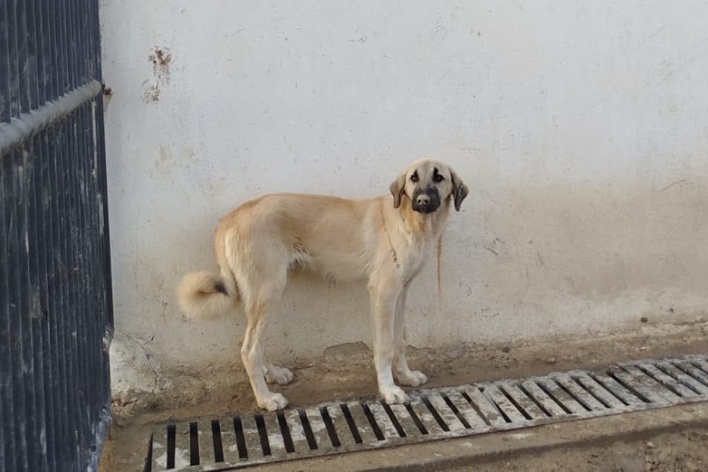 Krema Melez Köpek, Akşehir