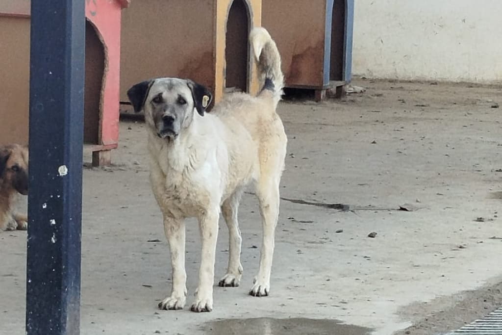 Kontes Melez Köpek, Akşehir