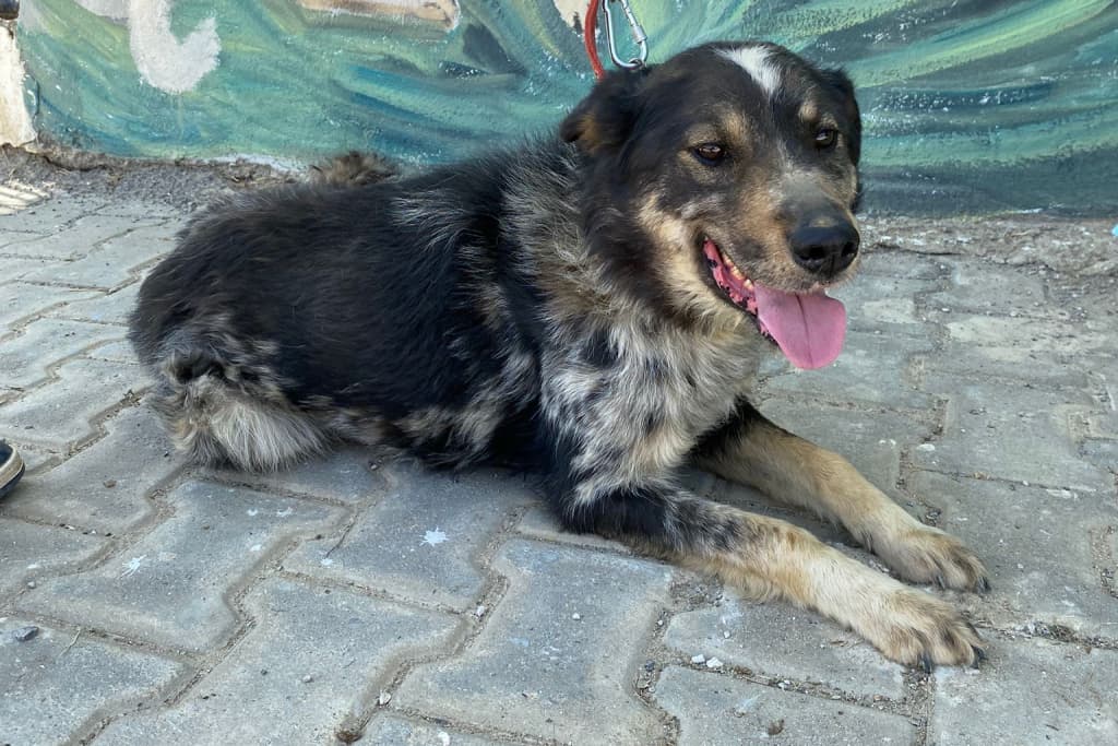 Kırçıl Melez Köpek, Akşehir