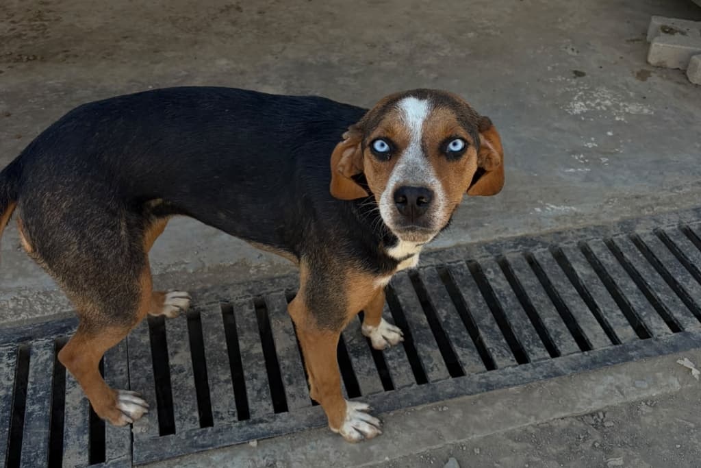 Maviş Beagle Köpek, Akşehir