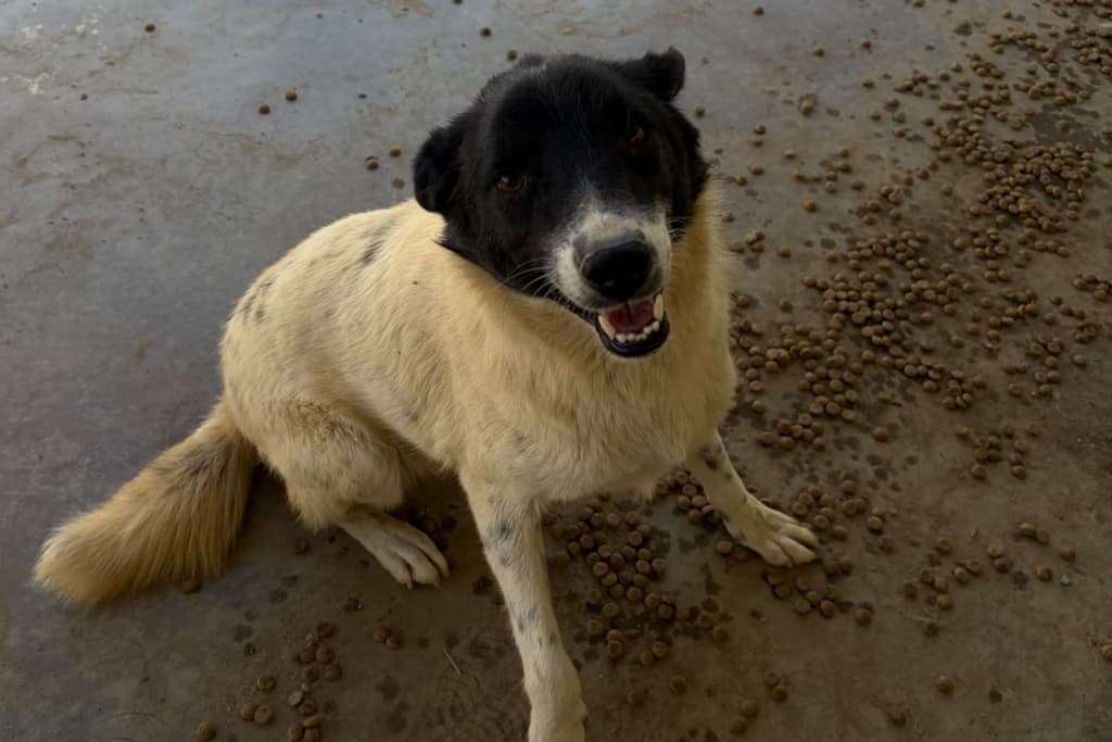 Karabaş Melez Köpek, Akşehir
