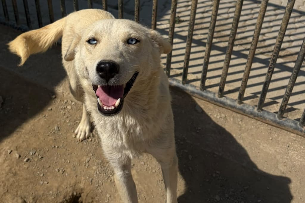 Boncuk Melez Köpek, Akşehir