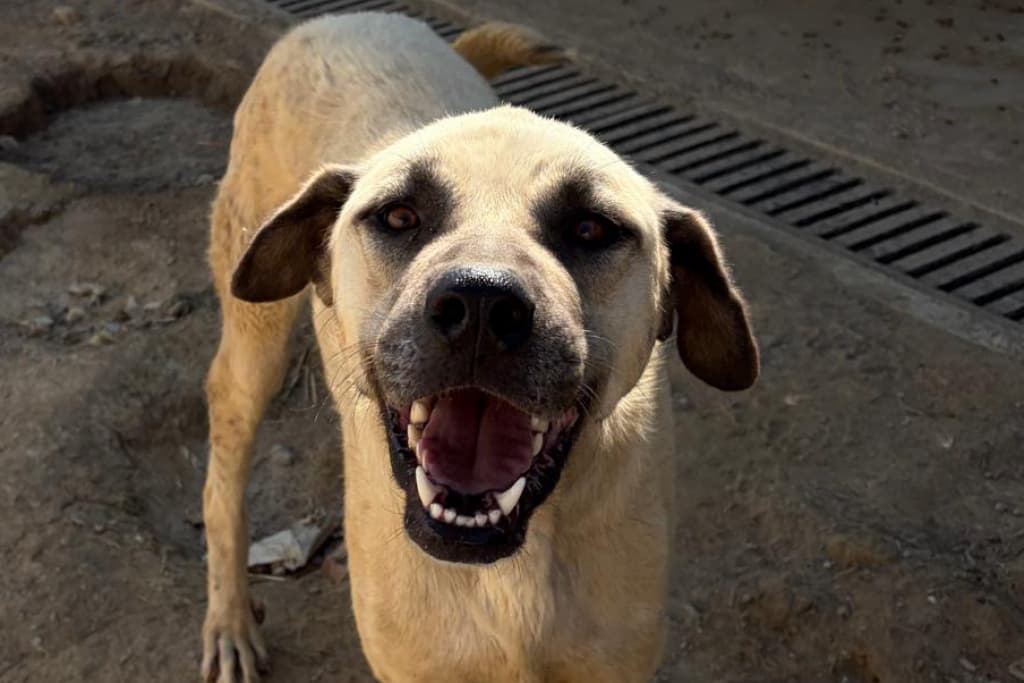 Oyuncu Melez Köpek, Akşehir