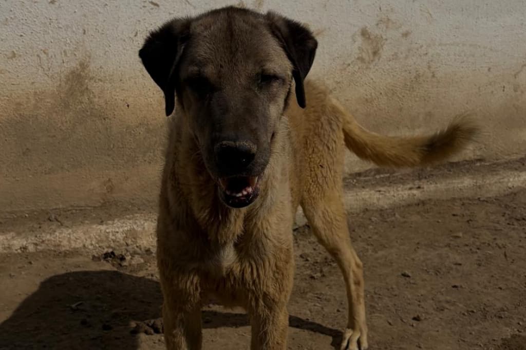 Serseri Melez Köpek, Akşehir