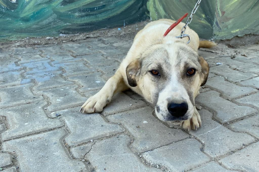 Sosis Melez Köpek, Akşehir
