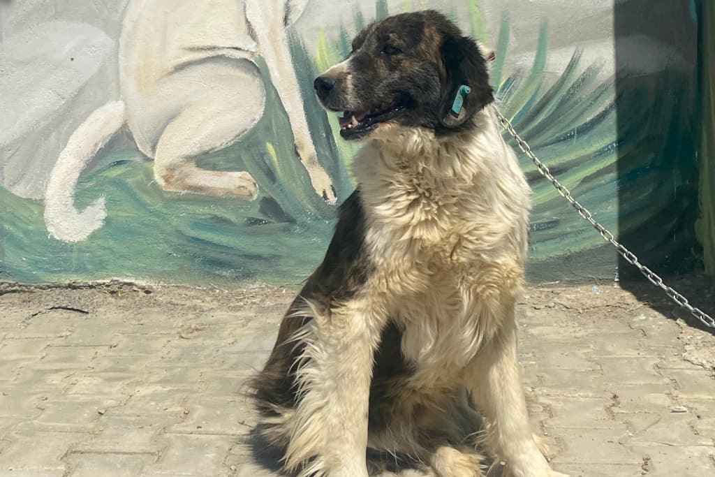 Kral Melez Köpek, Akşehir