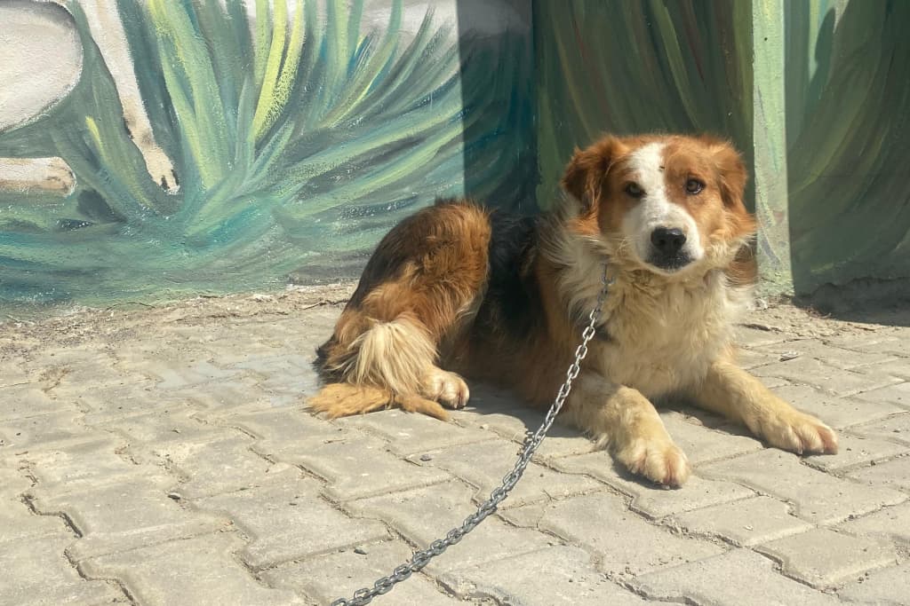 Asi Melez Köpek, Akşehir