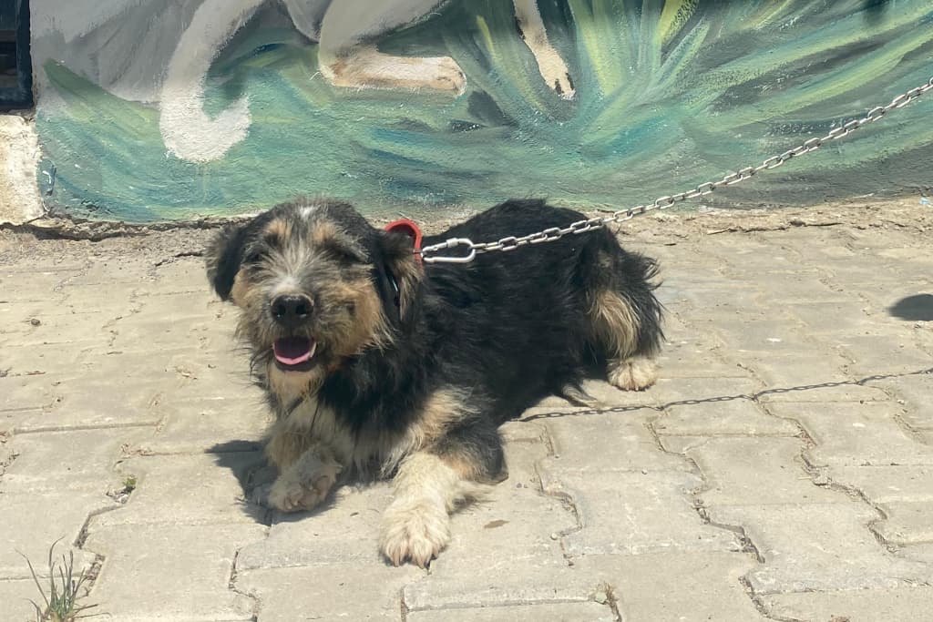 Çomar Melez Köpek, Akşehir