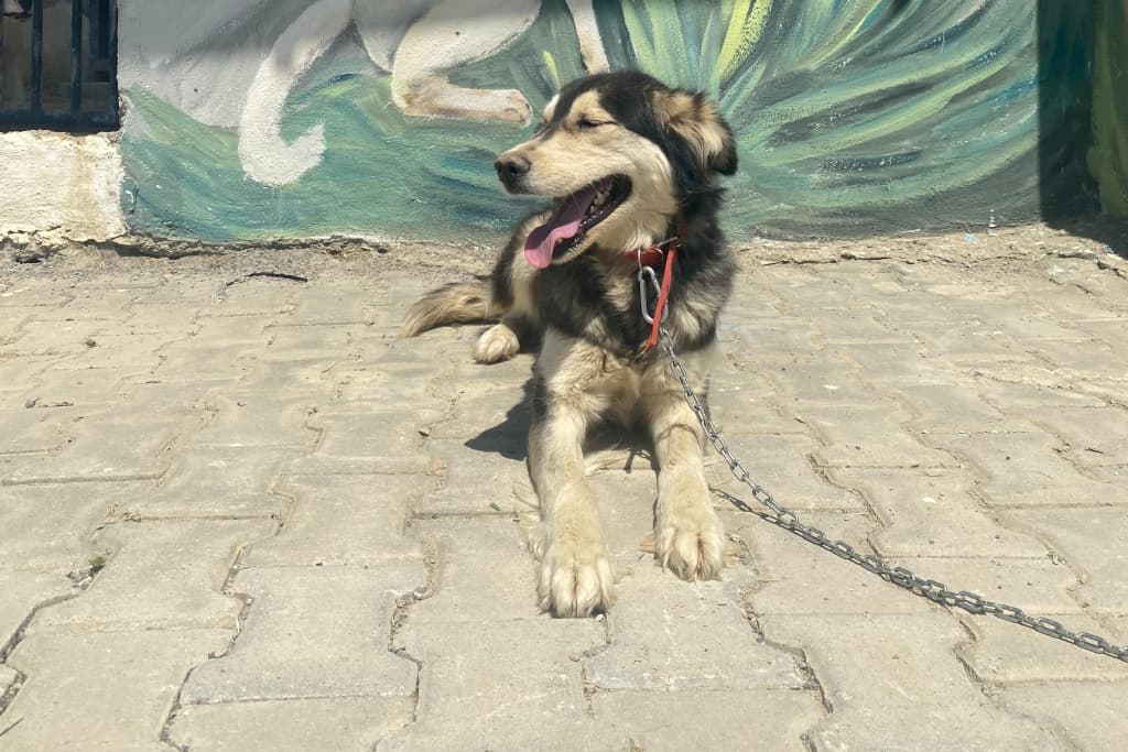 Asil Melez Köpek, Akşehir