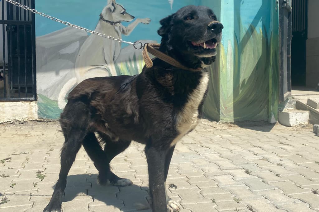 Zeytin Melez Köpek, Akşehir