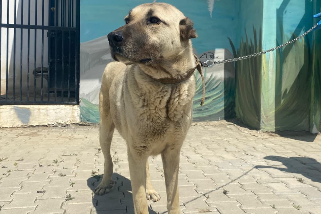 Akşehir Kangal Köpek Kangal Köpek, Akşehir
