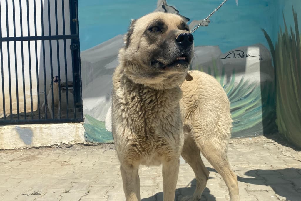 Kemik Kangal Köpek, Akşehir