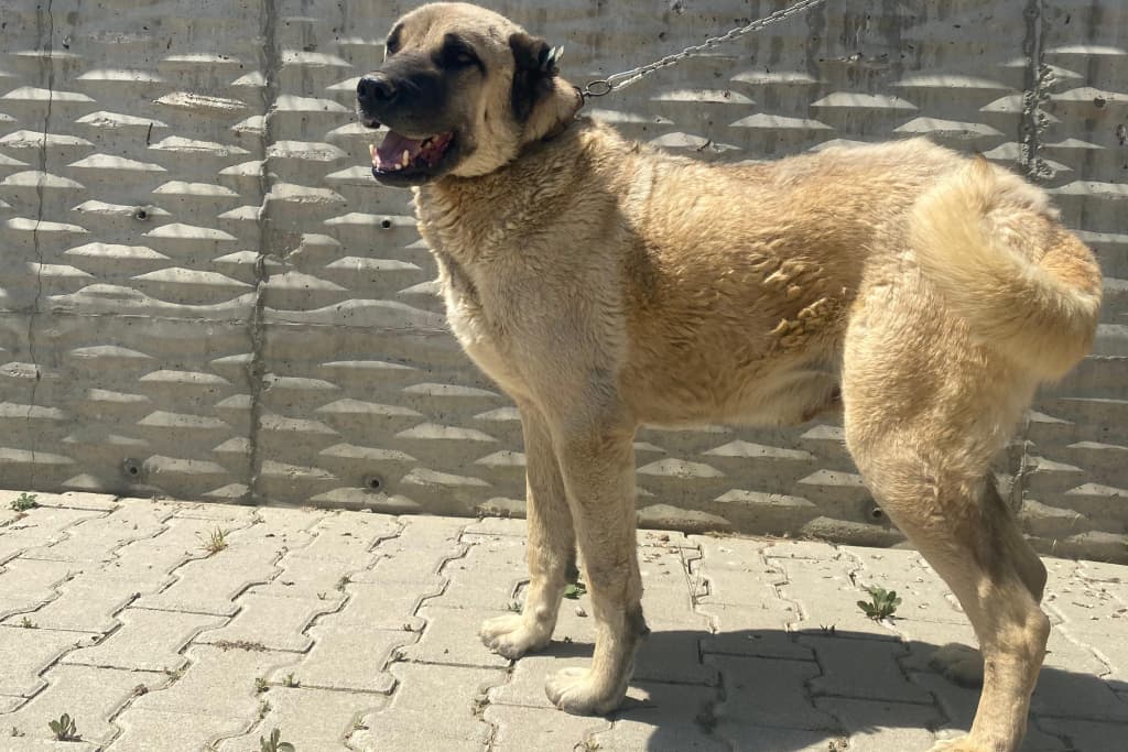 Bey Kangal Köpek, Akşehir