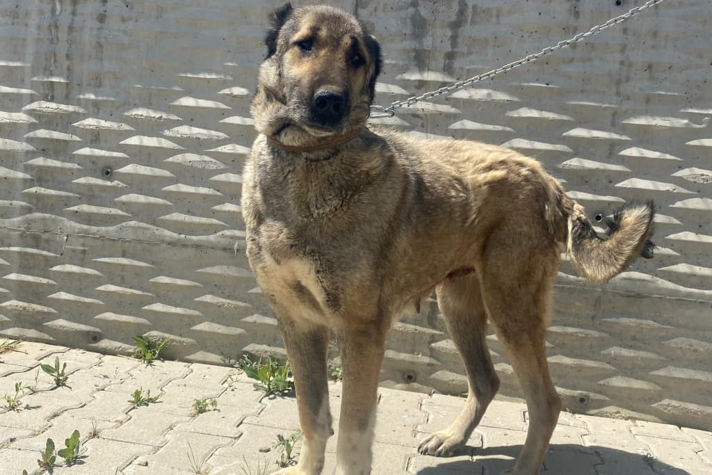 Hanım Melez Köpek, Akşehir