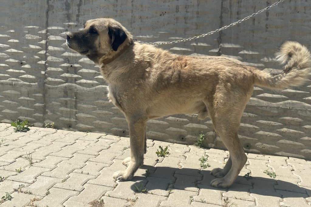 Demir Kangal Köpek, Akşehir