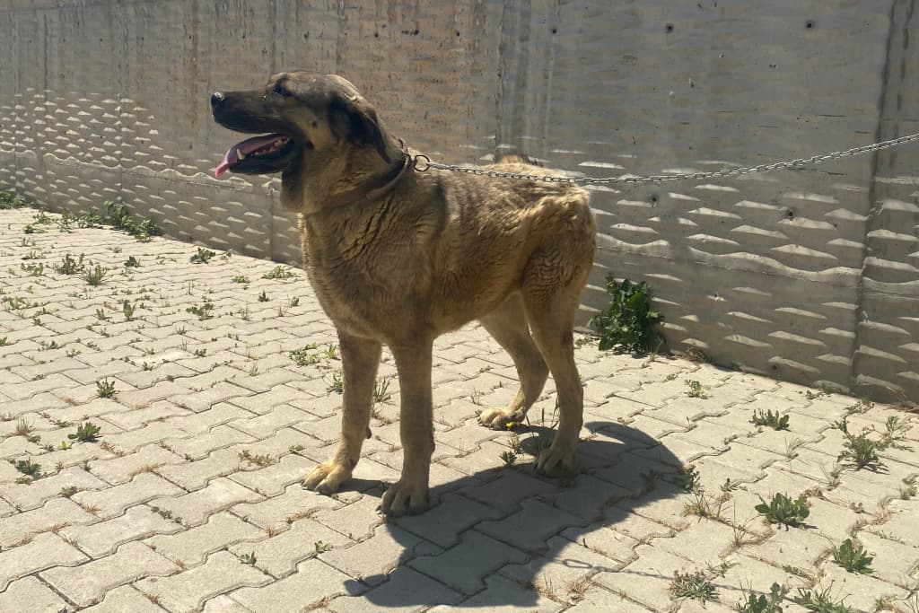 Kirli Melez Köpek, Akşehir