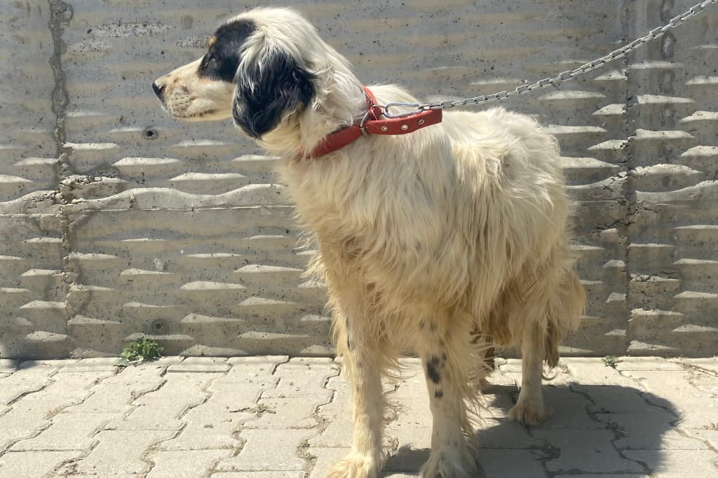 Süslü İngiliz Setteri Köpek, Akşehir