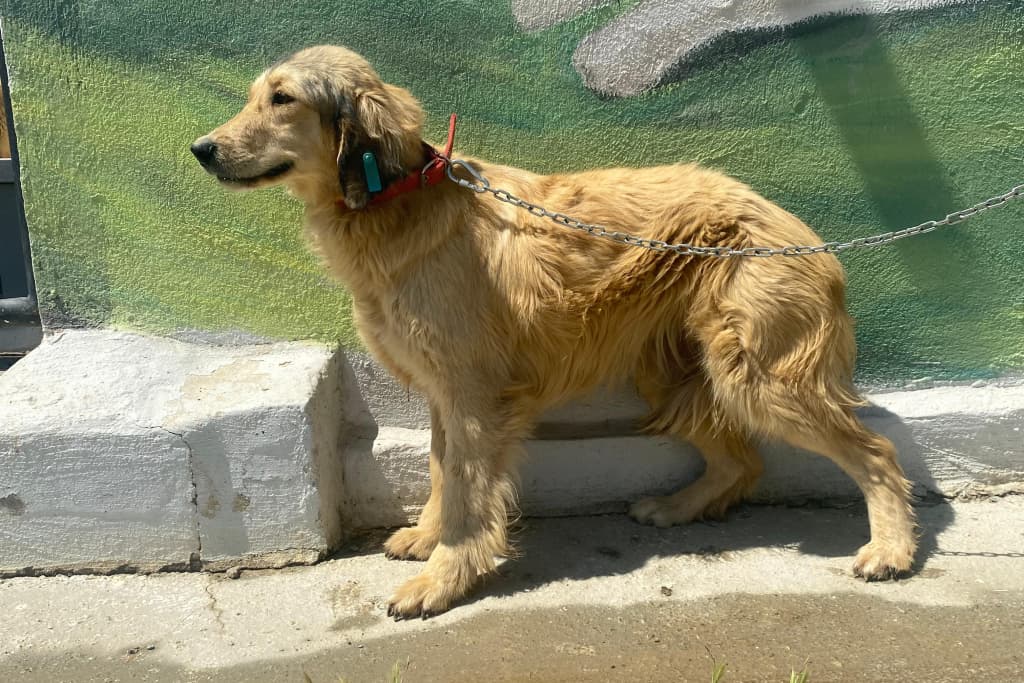 Rapunzel Golden Retriever Köpek, Akşehir