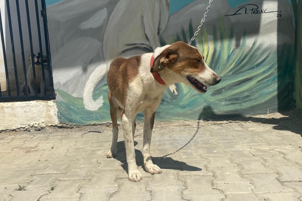 Gül Melez Köpek, Akşehir