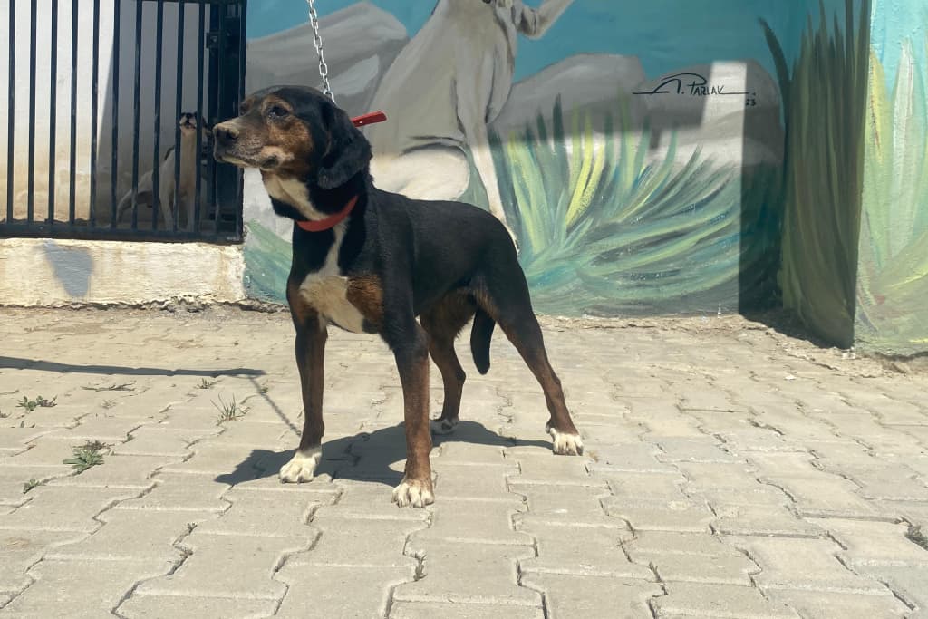 Karabacak Setter Melezi Köpek, Akşehir