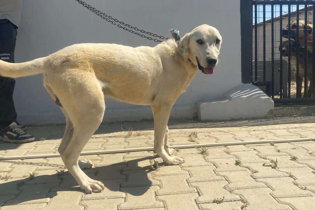 Kar Melez Köpek, Akşehir