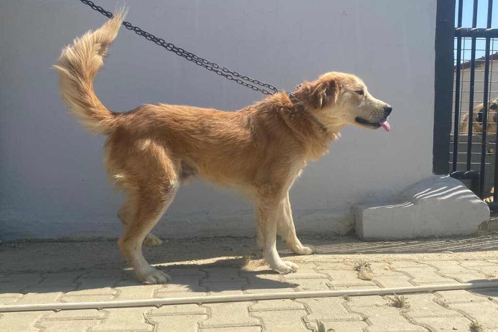 Portakal Golden Retriever Köpek, Akşehir