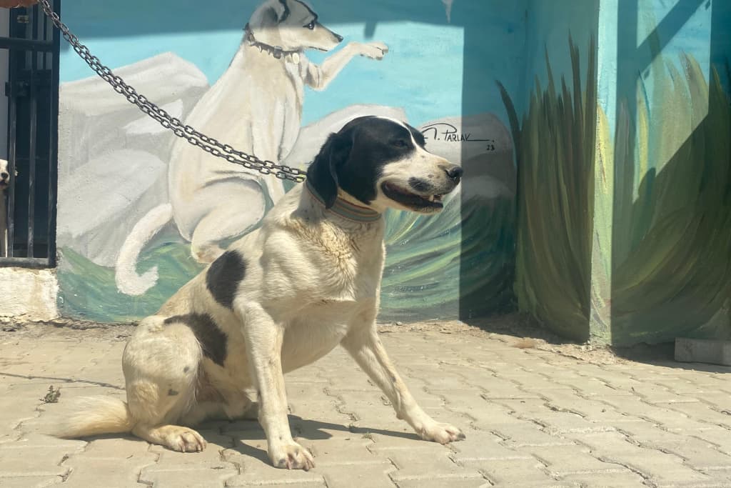 Dalmaçyalı Melez Köpek, Akşehir