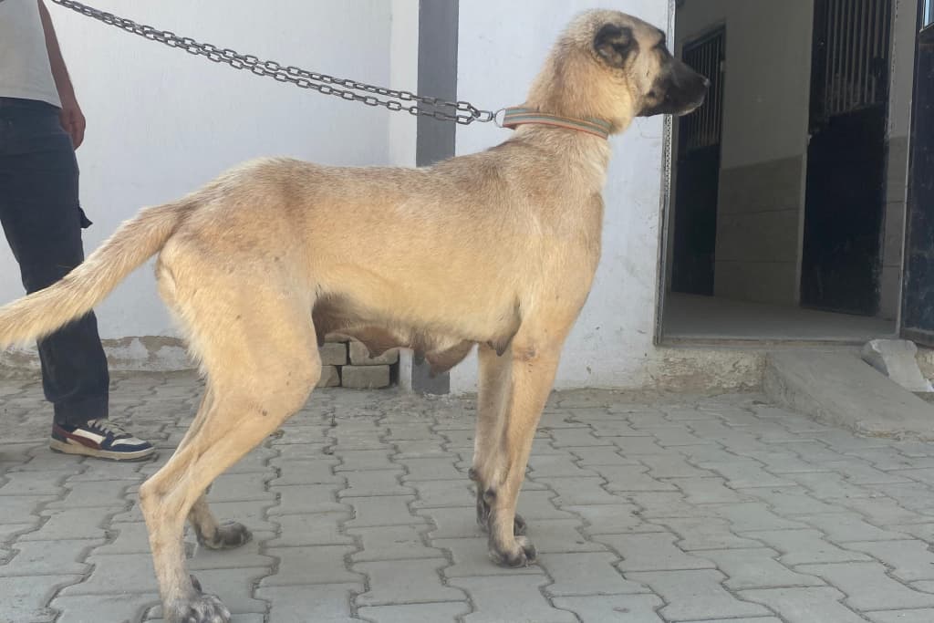 Uzun Melez Köpek, Akşehir