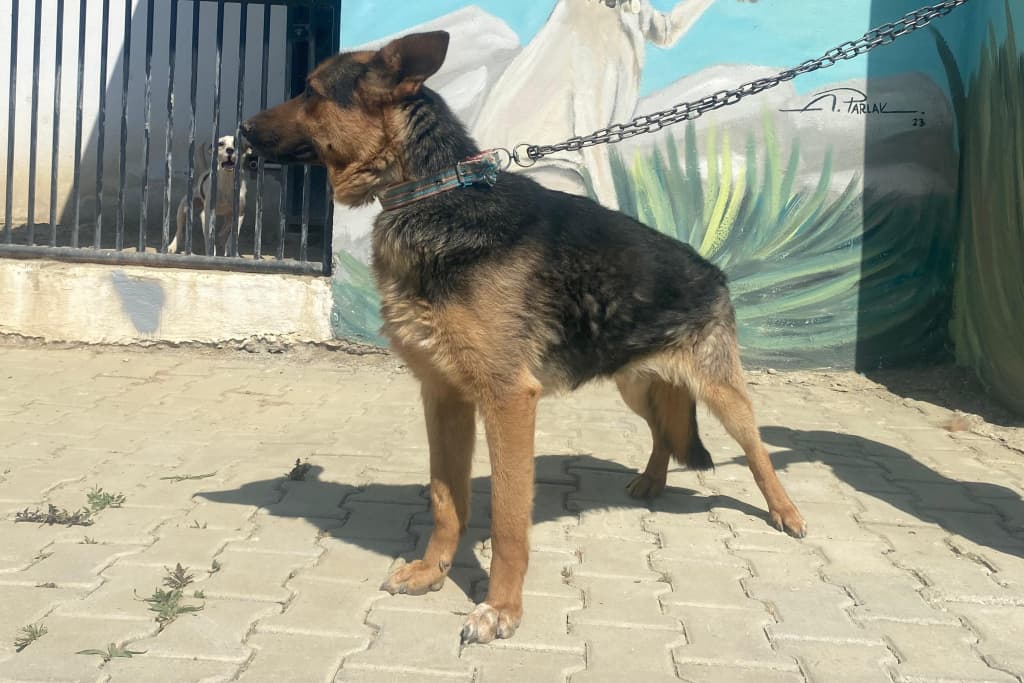 Kurt Alman Kurdu Köpek, Akşehir