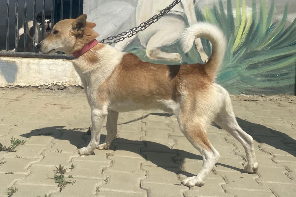 Jack Melez Köpek, Akşehir