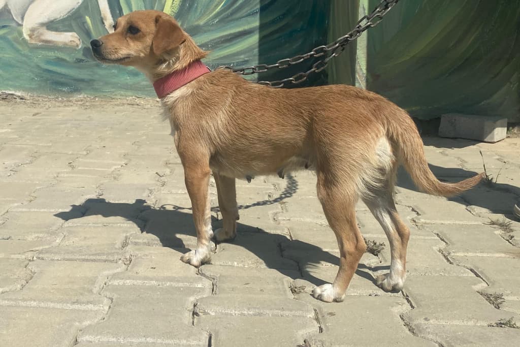 Minik Melez Köpek, Akşehir
