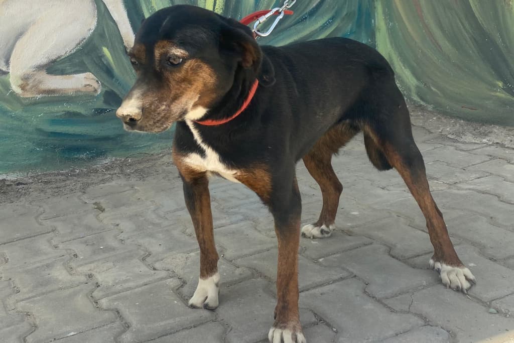 Kara Oğlan Melez Köpek, Akşehir