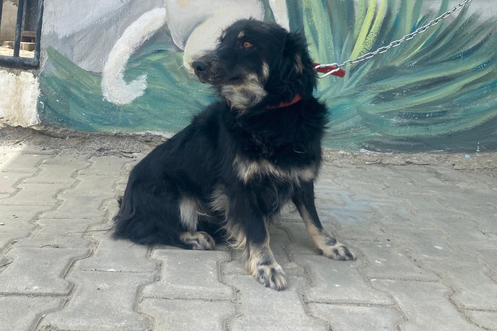 Paspal Melez Köpek, Akşehir
