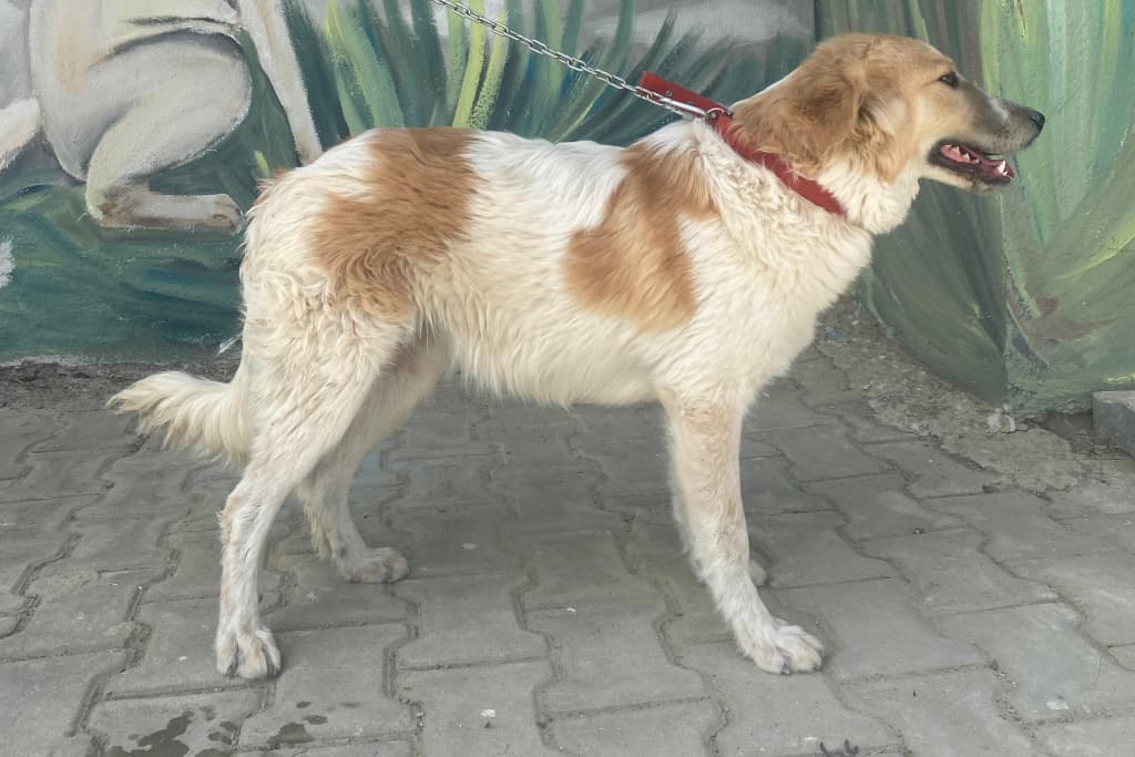 Dost Golden Retriever Köpek, Akşehir