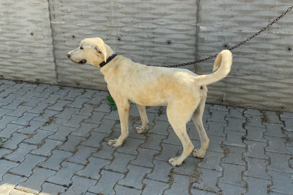 Abla Melez Köpek, Akşehir