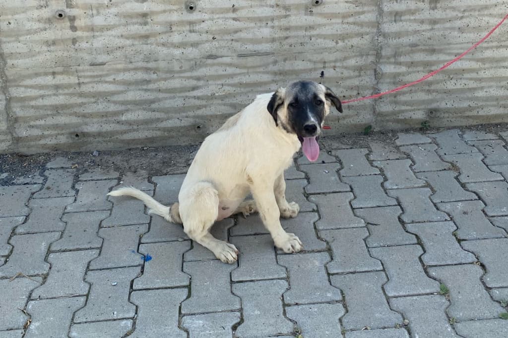 Masum Melez Köpek, Akşehir