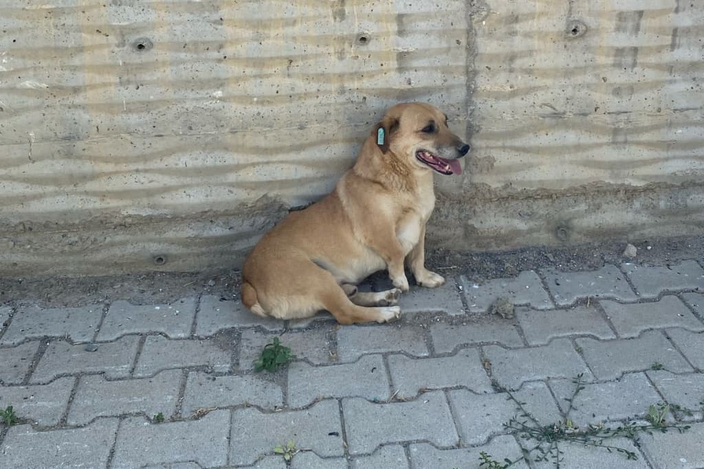 Dev Sosis Köpek, Akşehir