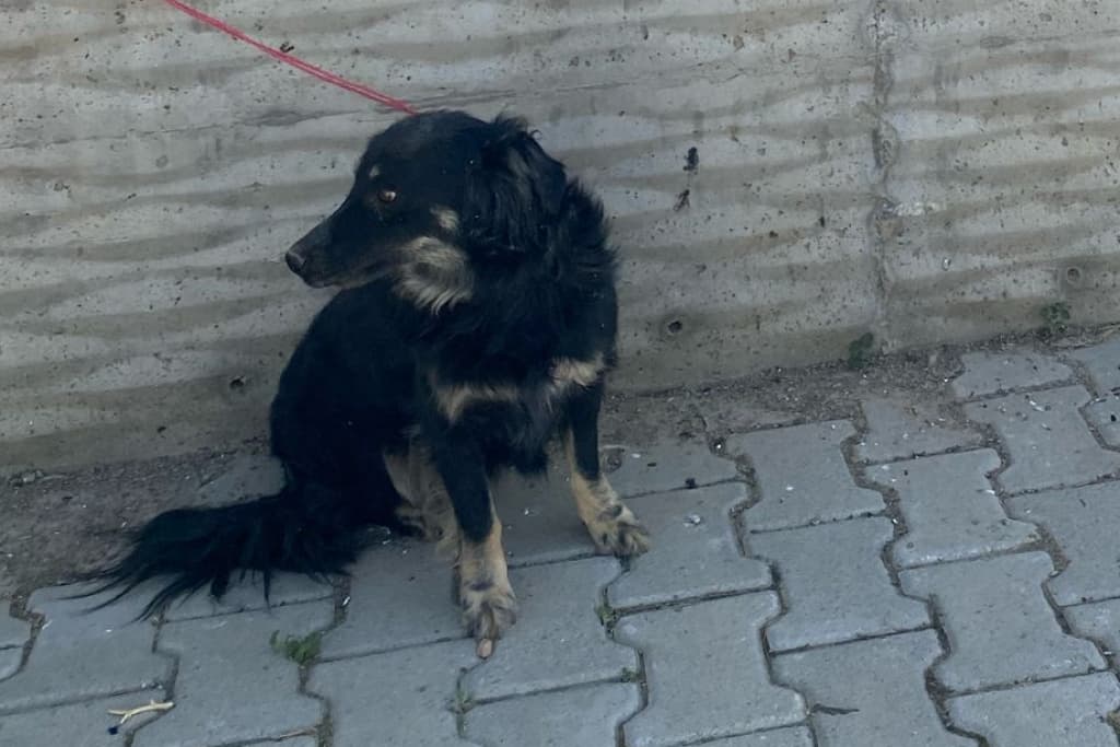 Uzun Burun Melez Köpek, Akşehir