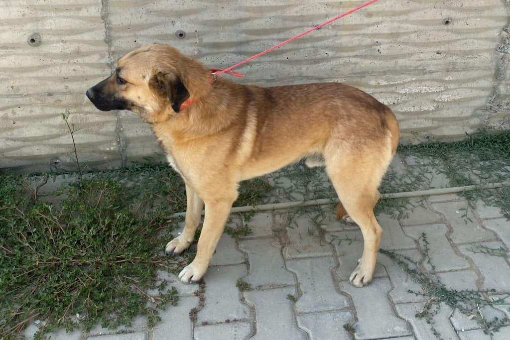 Diken Melez Köpek, Akşehir