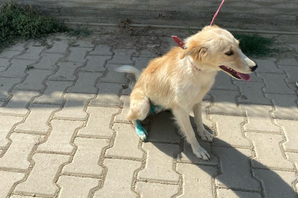 Lokum Melez Köpek, Akşehir