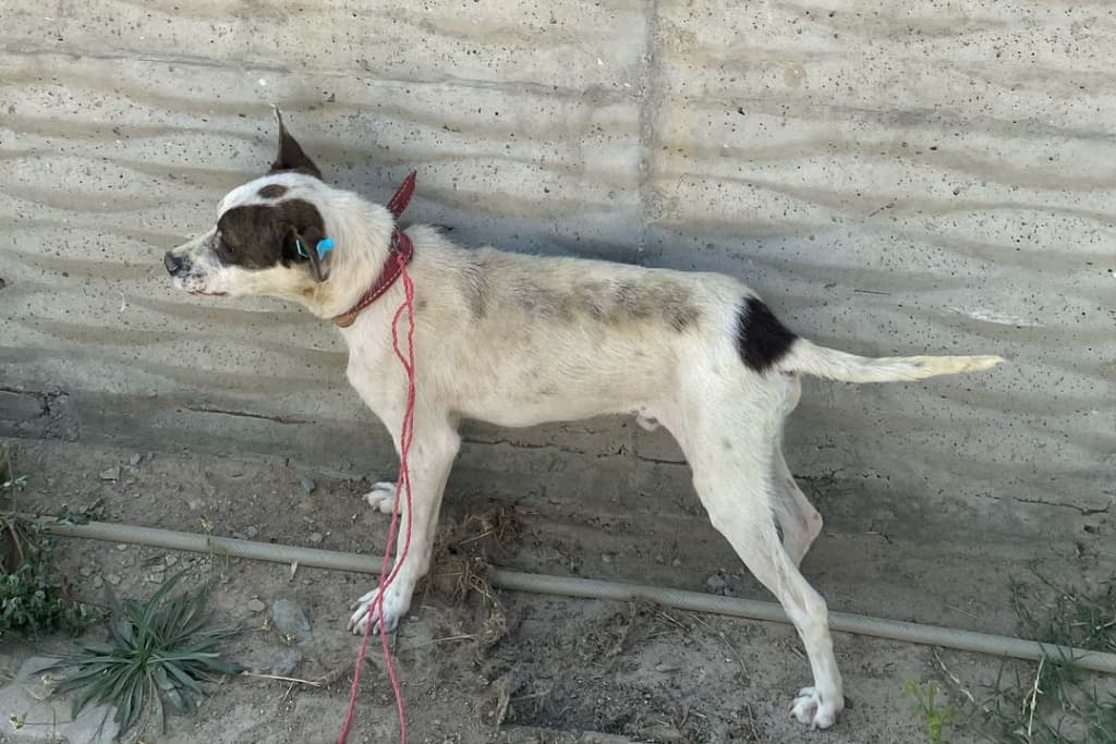 Firavun Melez Köpek, Akşehir