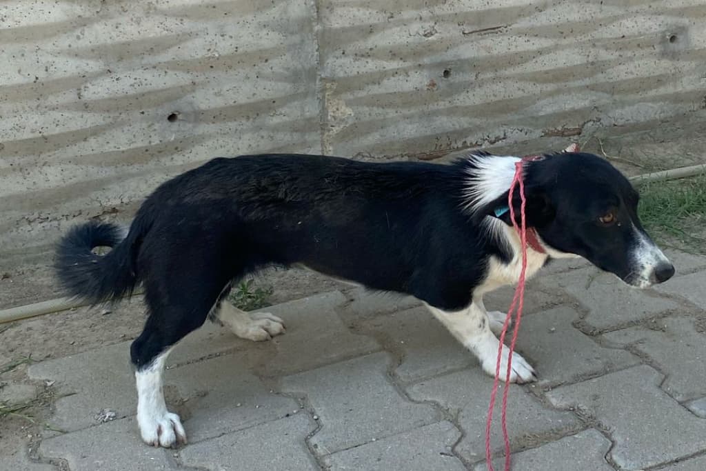 Uzun Melez Köpek, Akşehir