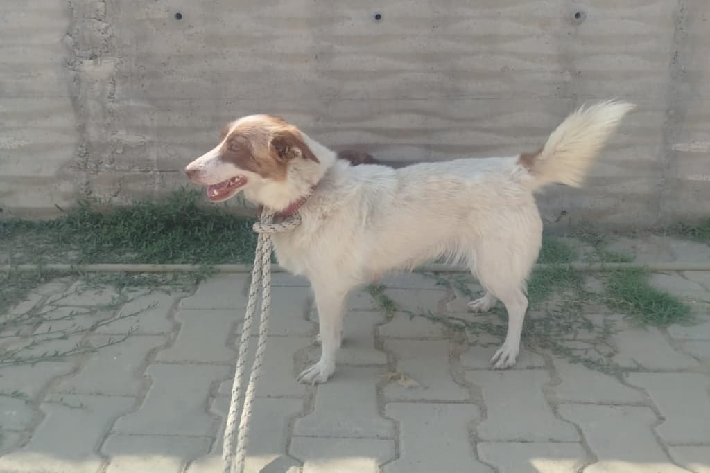 Gül Melez Köpek, Akşehir