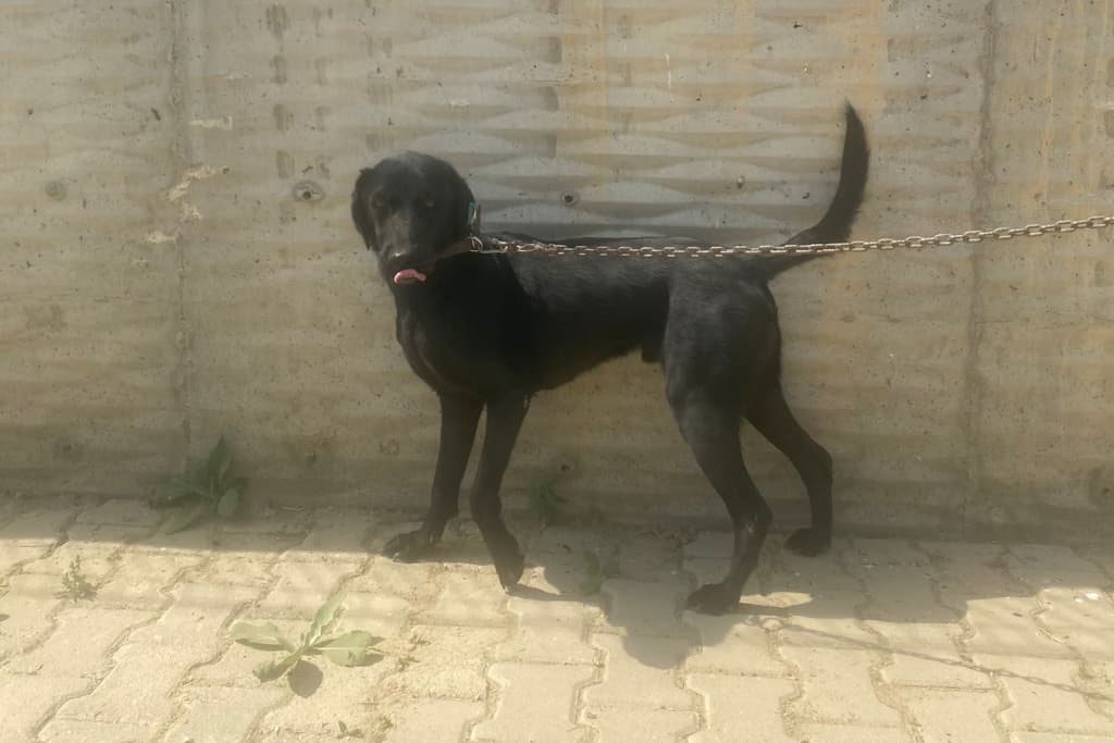 Karabasan Melez Köpek, Akşehir