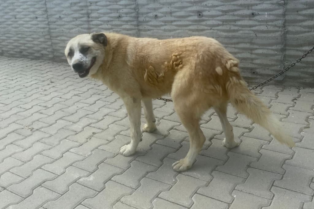Panda Melez Köpek, Akşehir