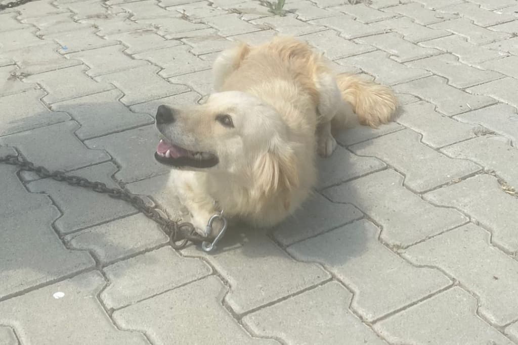 Sevimli Melez Köpek, Akşehir